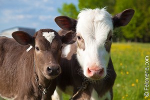 По состоянию на 1 мая начислено 323 600 000 грн специальной бюджетной дотации физическим лицам за выращивание молодняка крупного рогатого скота